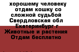 хорошему человеку отдам кошку со сложной судьбой - Свердловская обл., Екатеринбург г. Животные и растения » Отдам бесплатно   